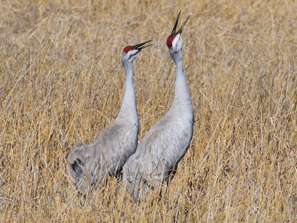 Grulla Canadiense - ML288182041