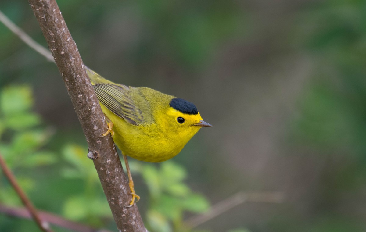 Wilson's Warbler - John Sutton