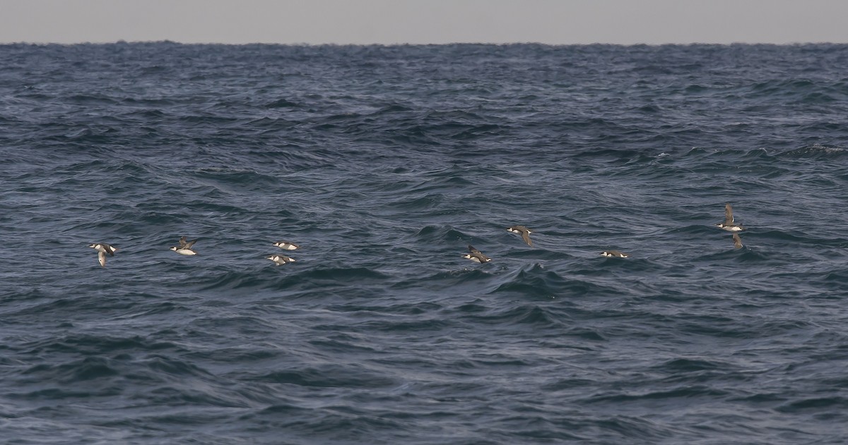 Common Murre - ML288186071