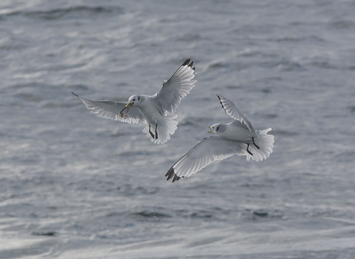 Black-legged Kittiwake - Ronnie d'Entremont