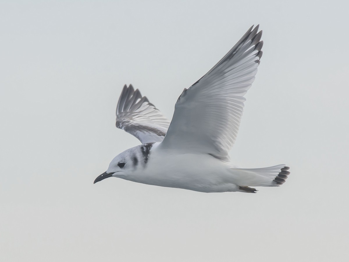 Black-legged Kittiwake - Ronnie d'Entremont