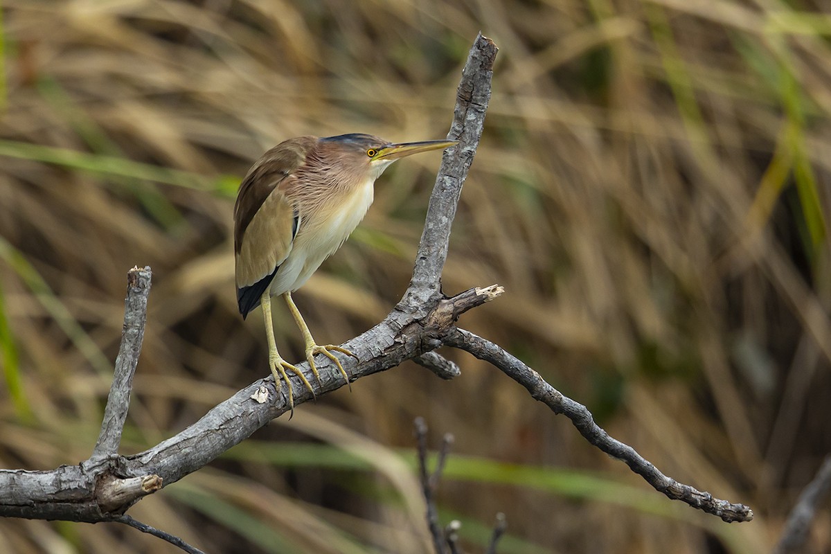 Yellow Bittern - ML288186841