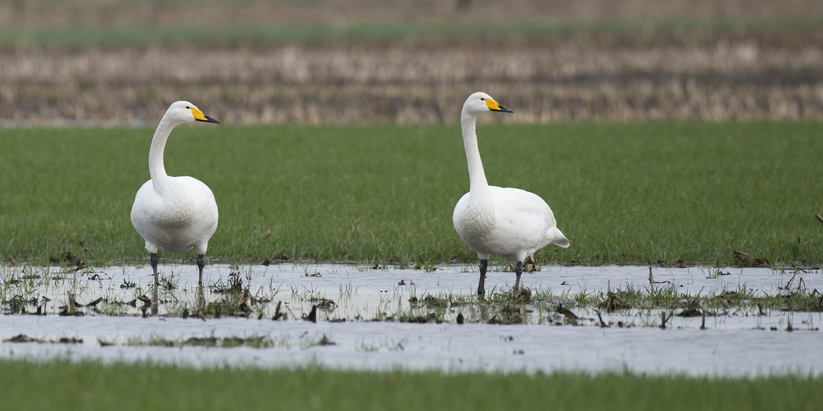 Whooper Swan - ML288187191