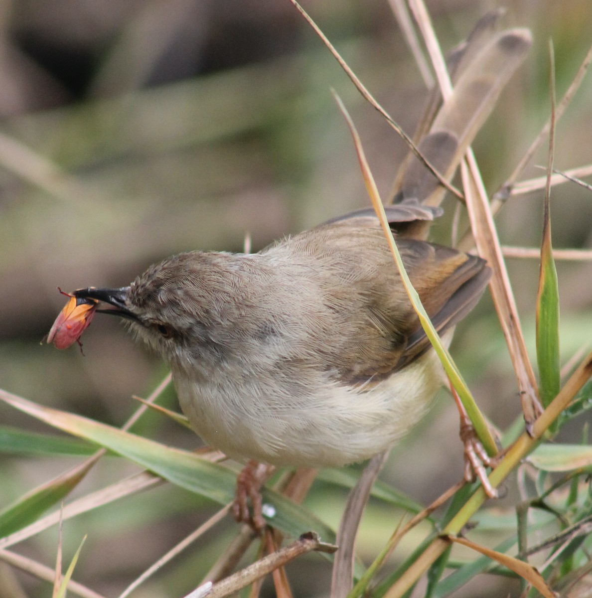 Tawny-flanked Prinia - Shane Weisz