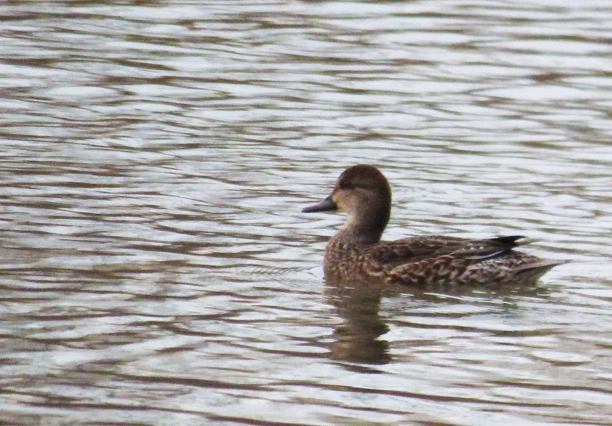 Green-winged Teal - ML288189721