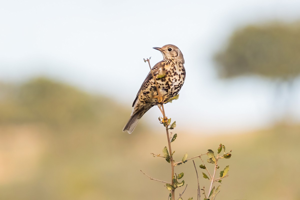 Mistle Thrush - ML288190671