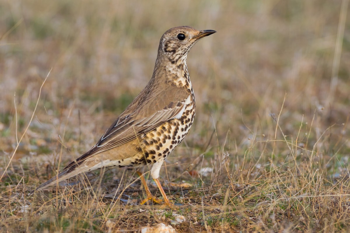 Mistle Thrush - ML288190681