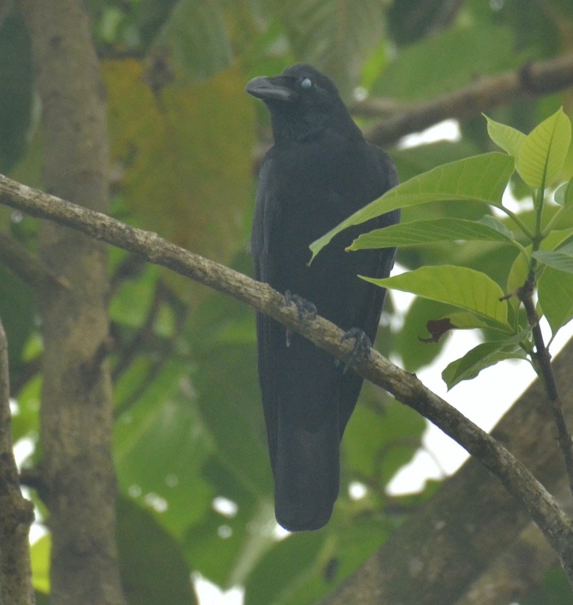 Large-billed Crow - ML288192281