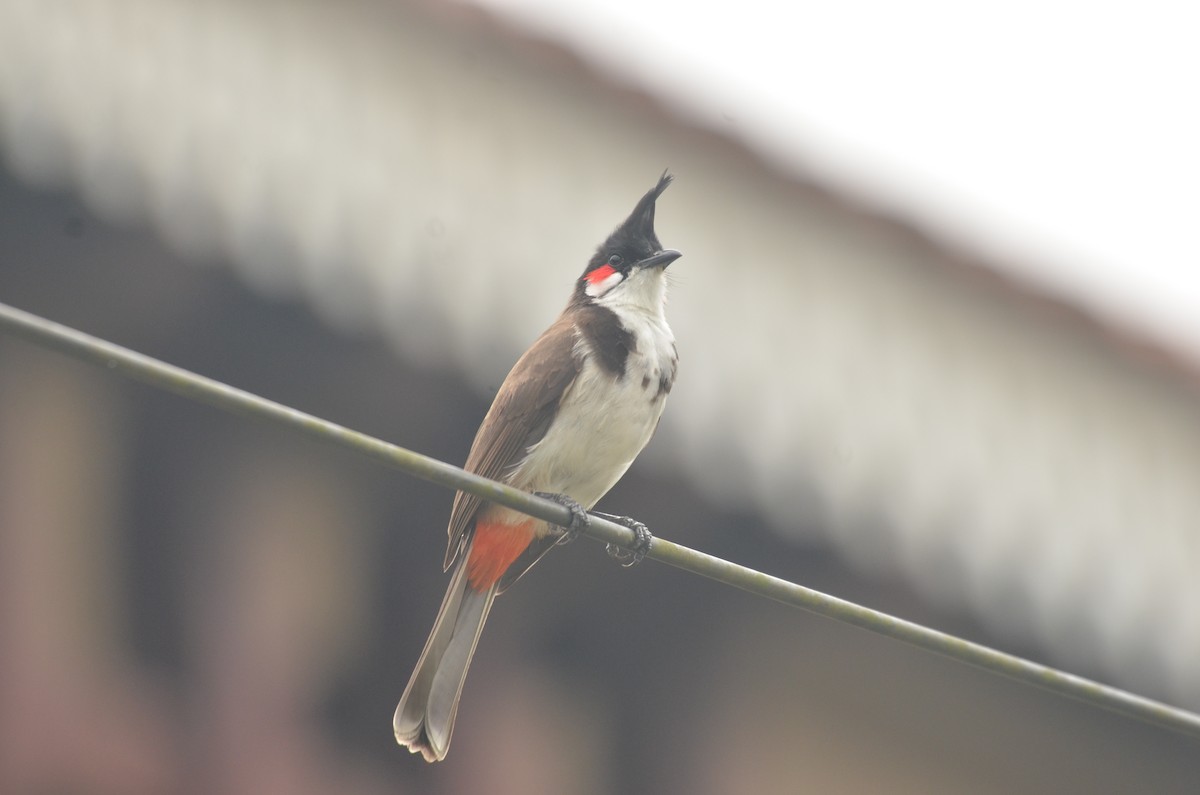 Red-whiskered Bulbul - ML288192381