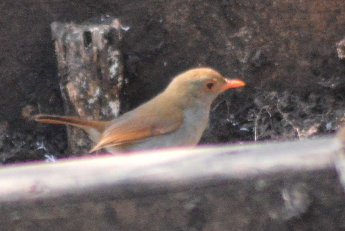 Orange-billed Nightingale-Thrush - ML28819271