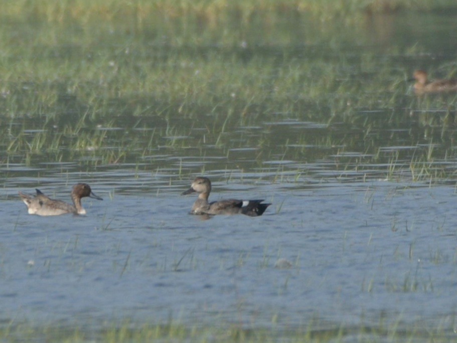 Gadwall - ML288194061