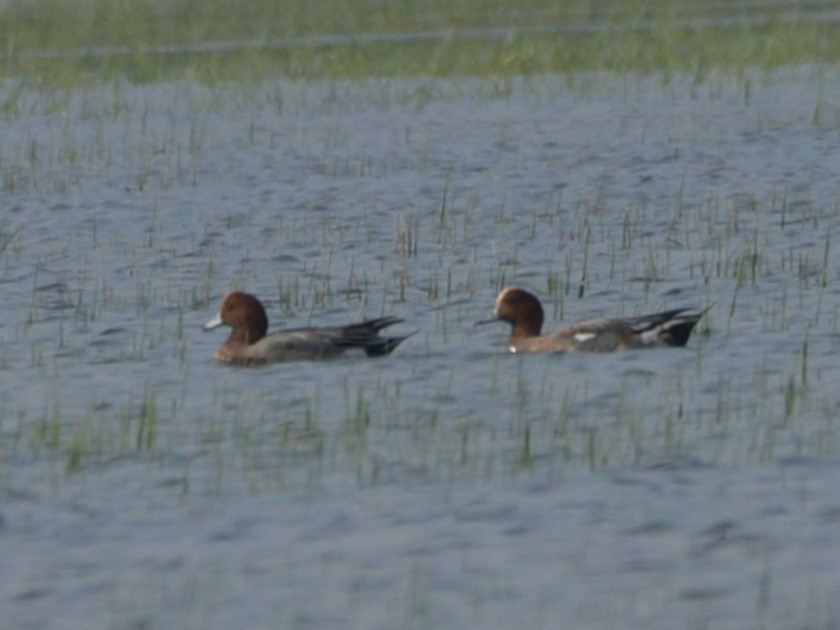 Eurasian Wigeon - ML288194081