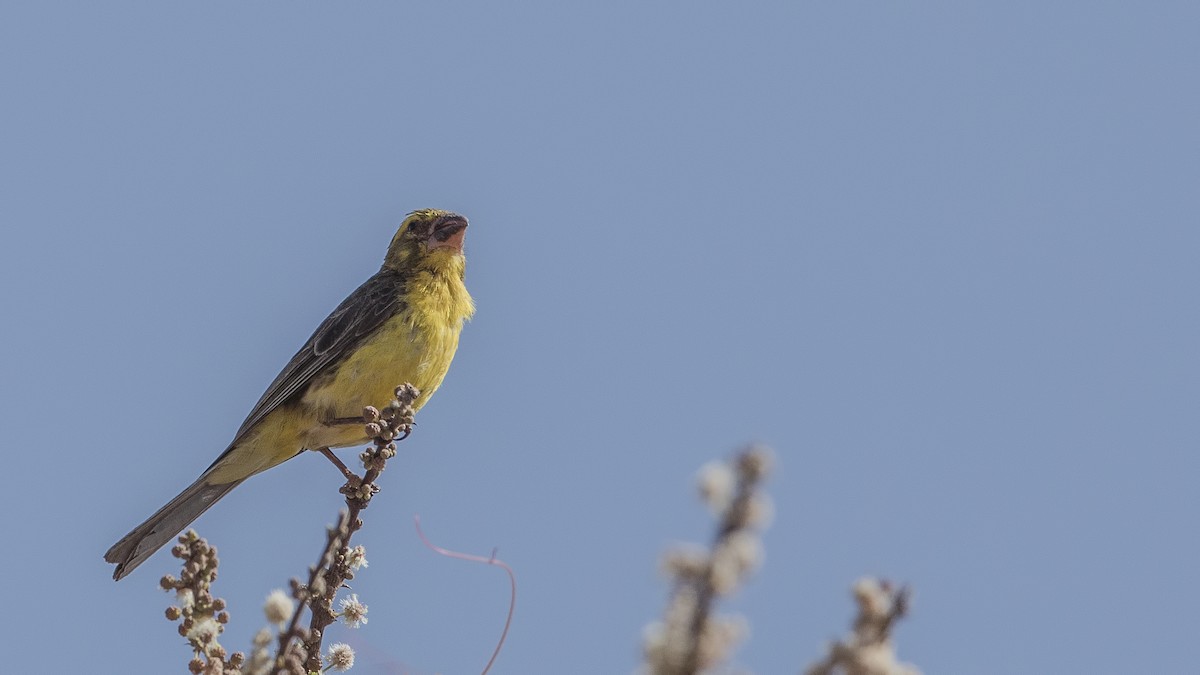 Northern Grosbeak-Canary - ML288194941