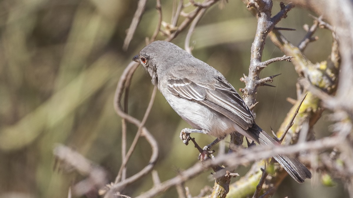 Pringle's Puffback - ML288195041