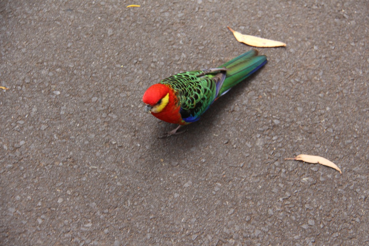 Western Rosella - ML288195991