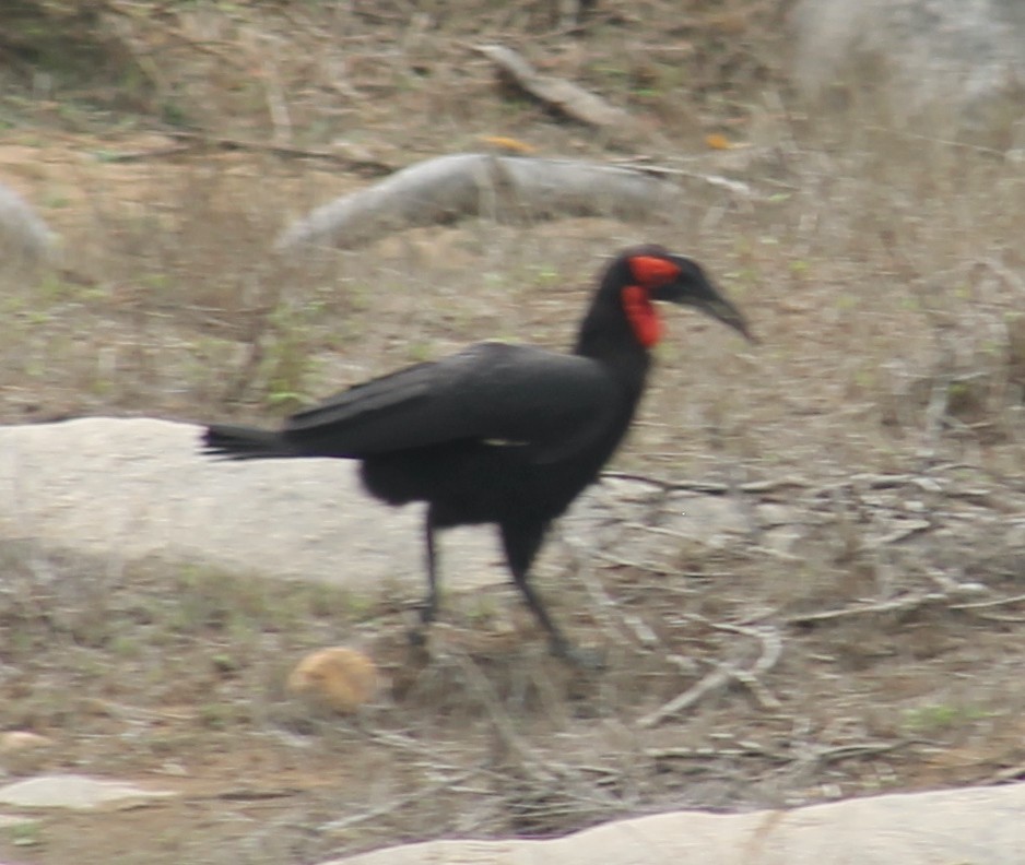 Southern Ground-Hornbill - Shane Weisz