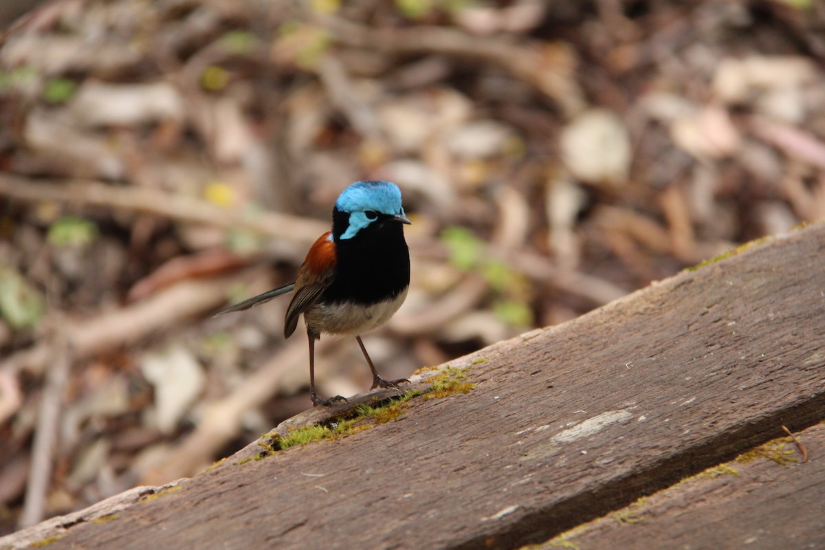 Red-winged Fairywren - ML288196151