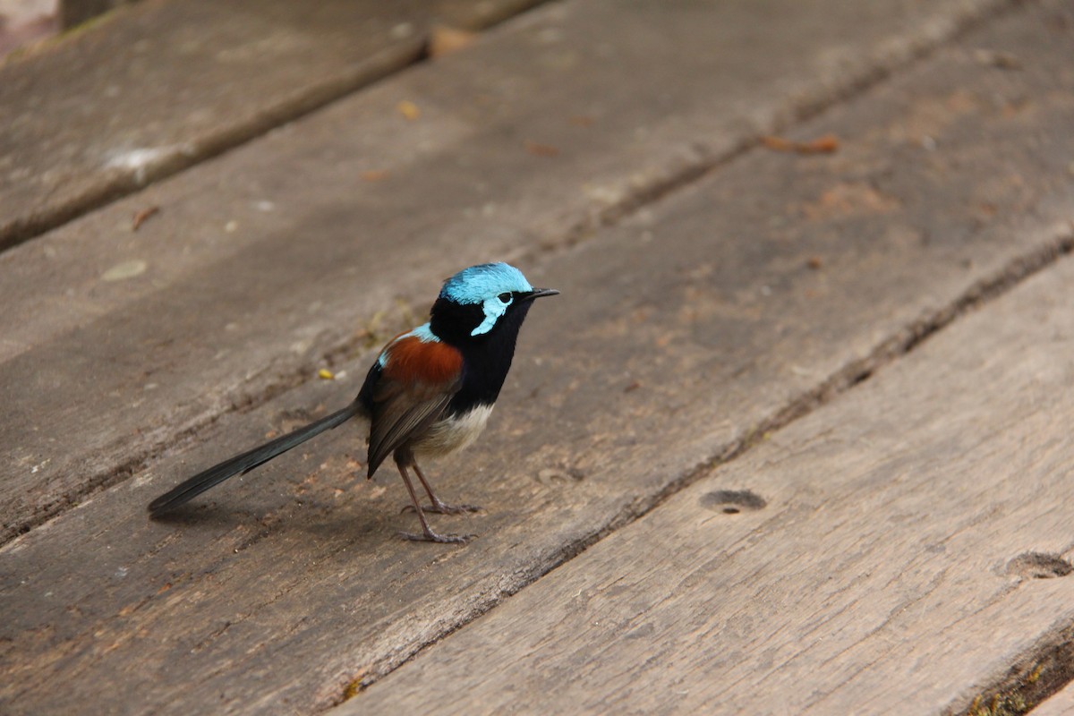 Red-winged Fairywren - ML288196161