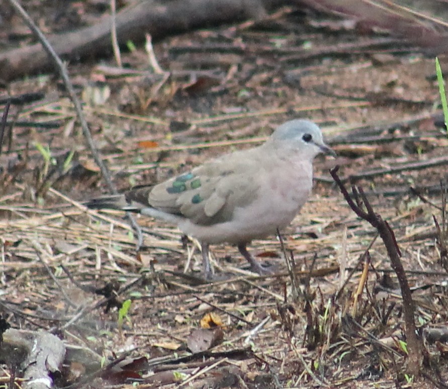 Emerald-spotted Wood-Dove - ML288196551