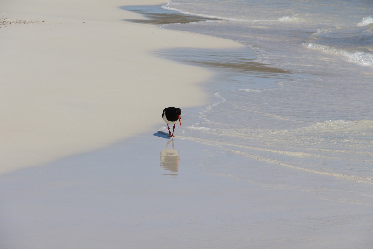 Pied Oystercatcher - ML288197331