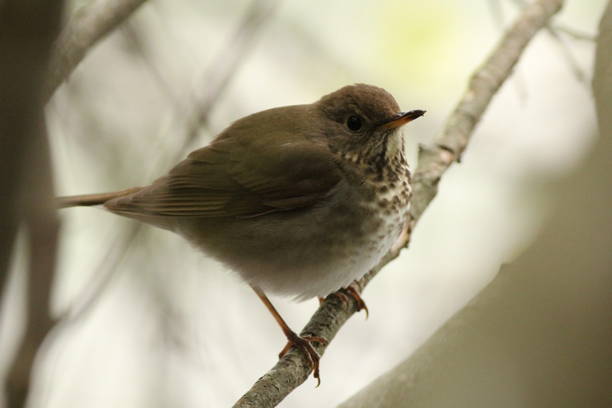 Gray-cheeked Thrush - Sander Willems