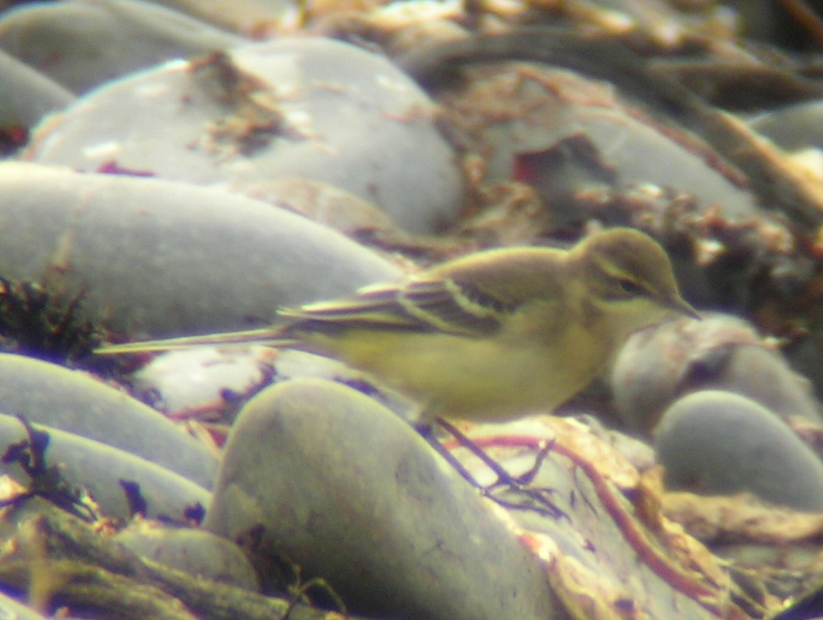 Western Yellow Wagtail (flavissima) - ML288198211