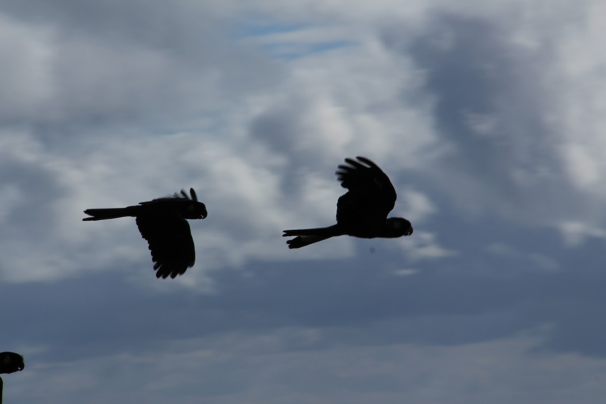 Yellow-tailed Black-Cockatoo - ML288199101