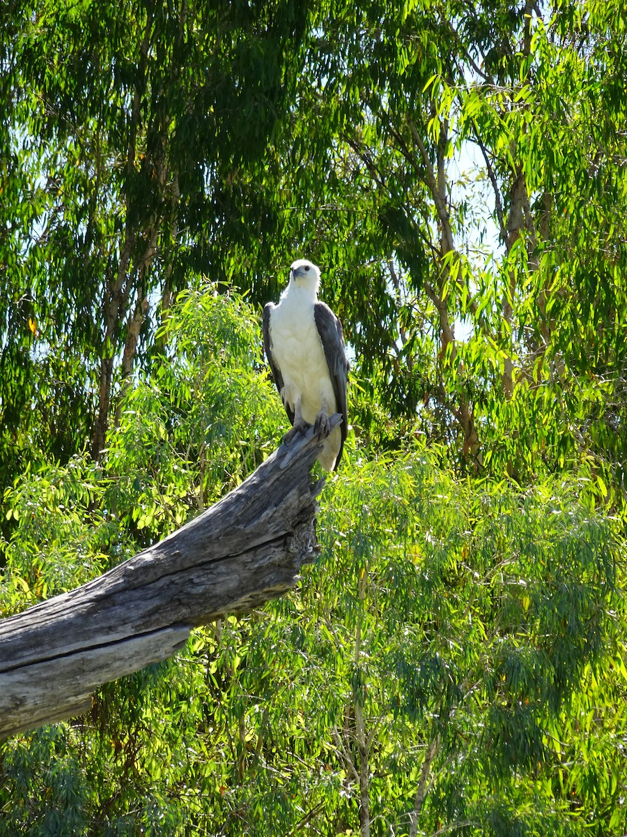 White-bellied Sea-Eagle - ML288200281