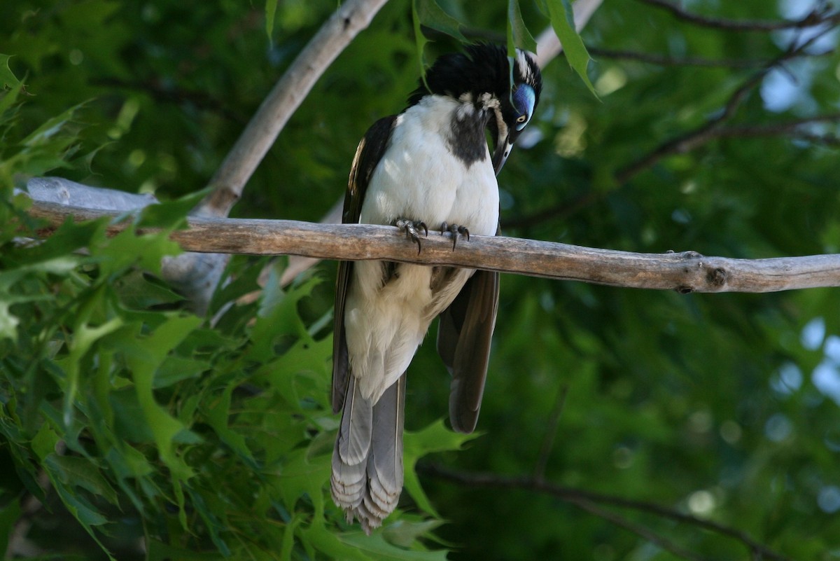 Blue-faced Honeyeater (Blue-faced) - Kevin Bartram