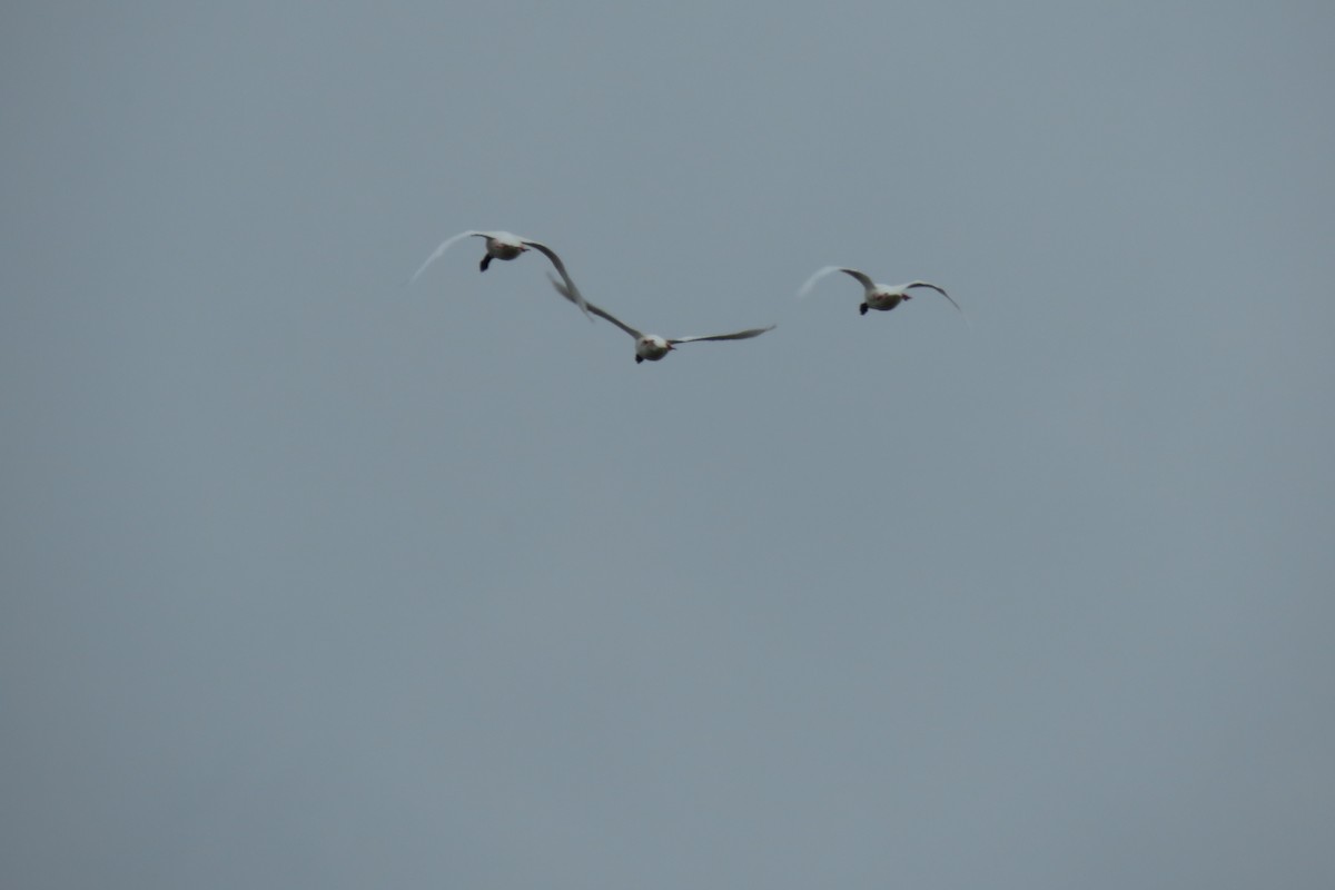 Black-necked Swan - ML288201971