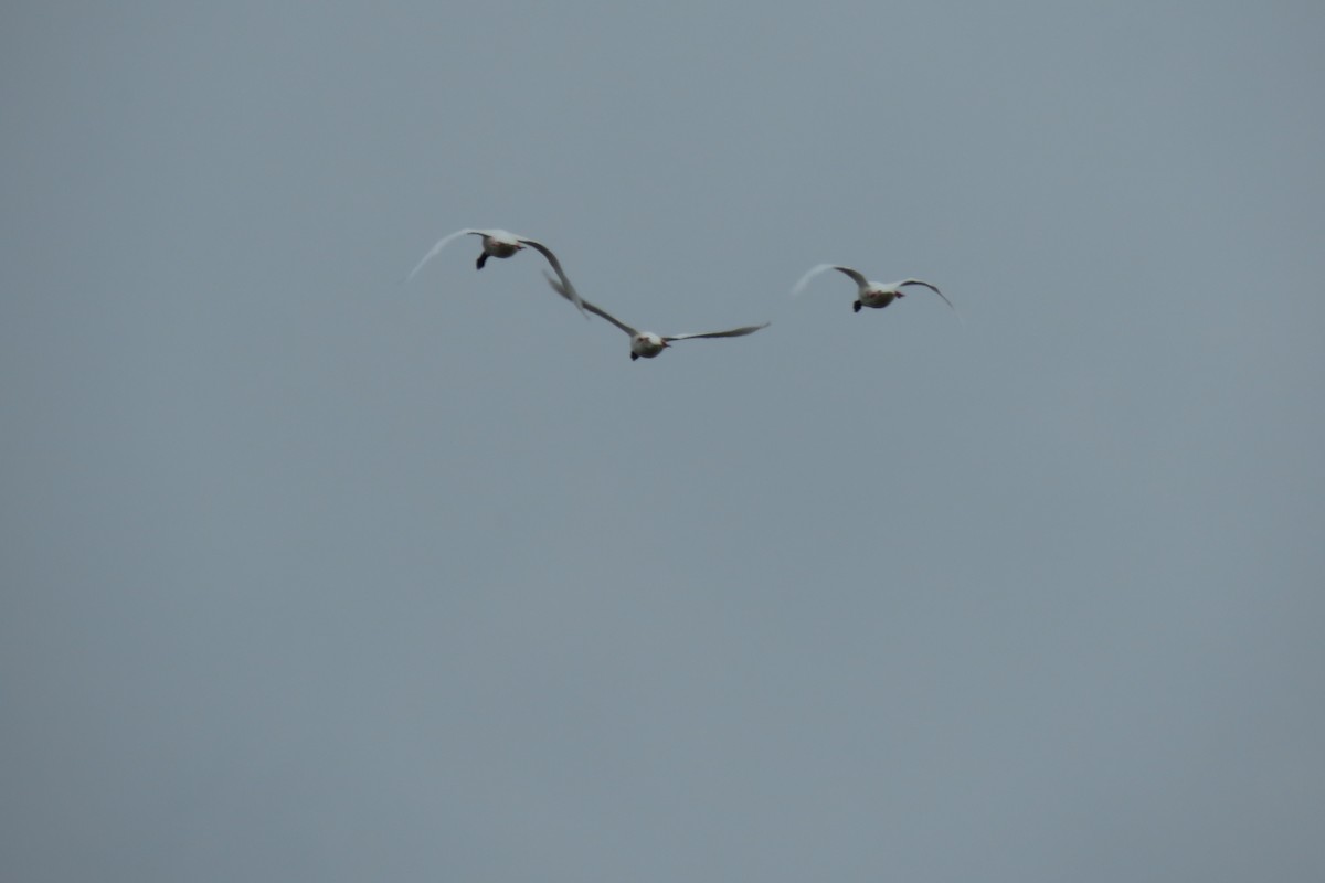 Black-necked Swan - ML288202051