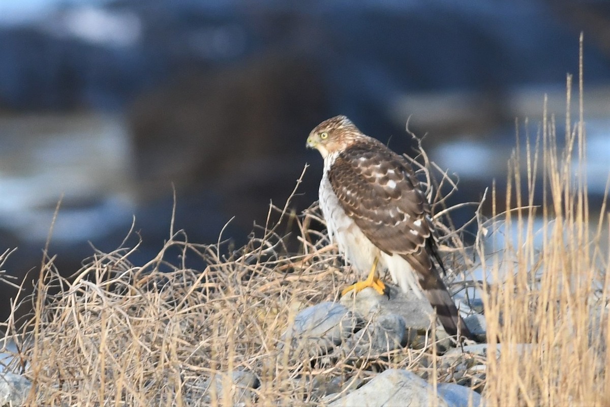 Cooper's Hawk - ML288202861