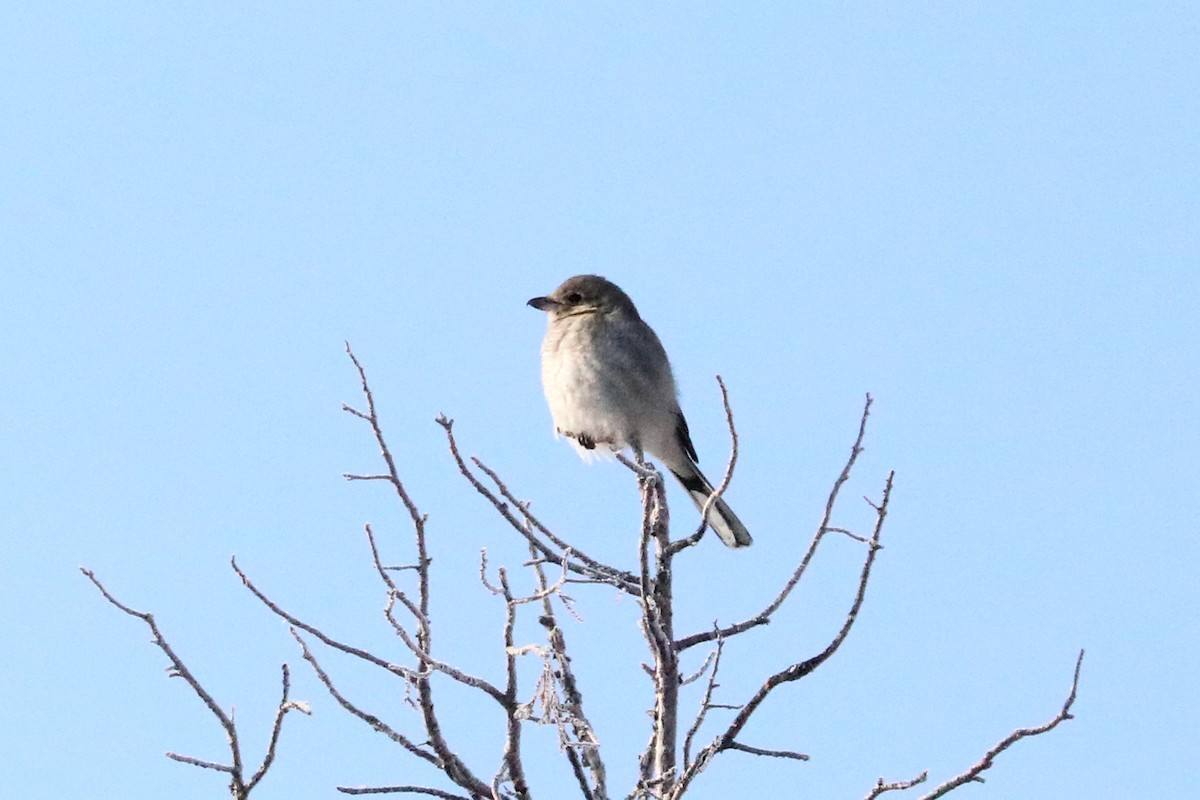 オオモズ - ML288202941