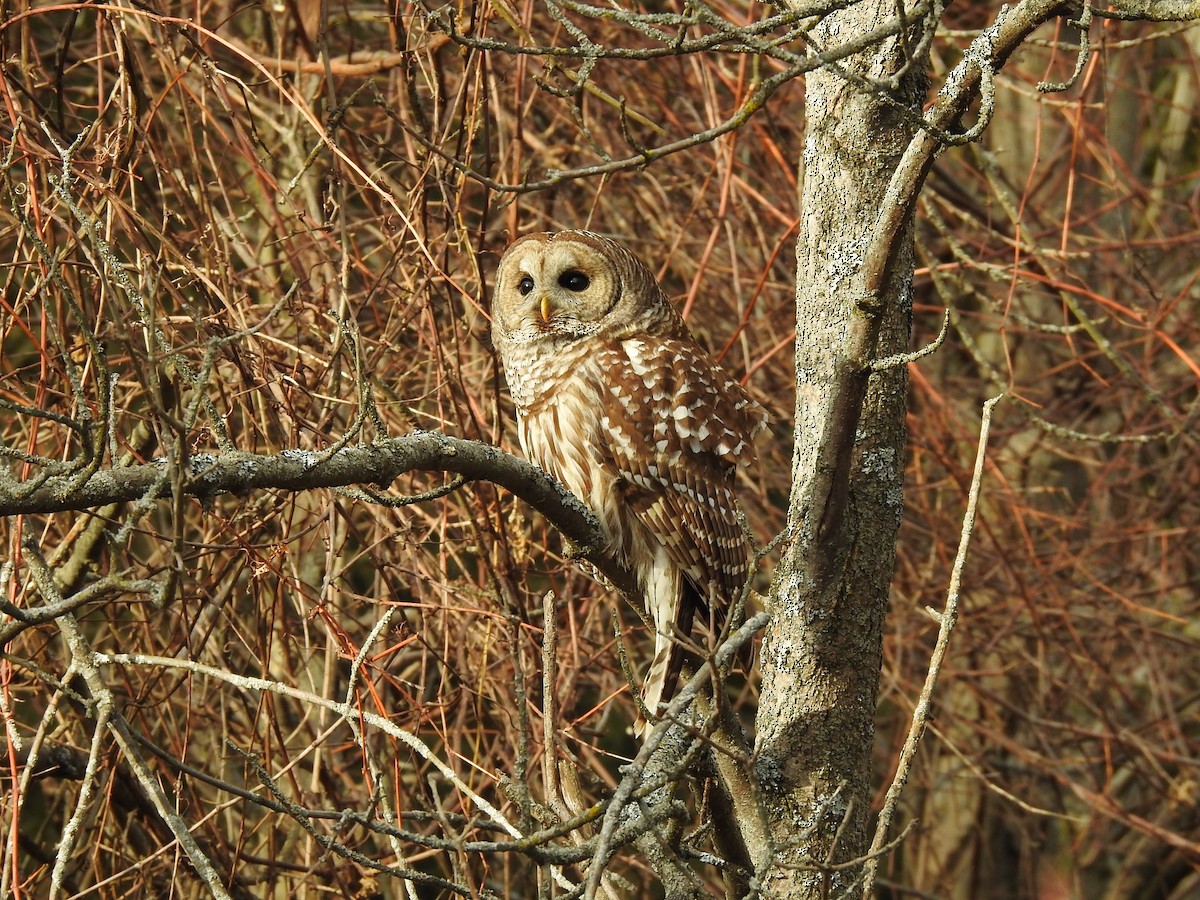 Barred Owl - ML288203501