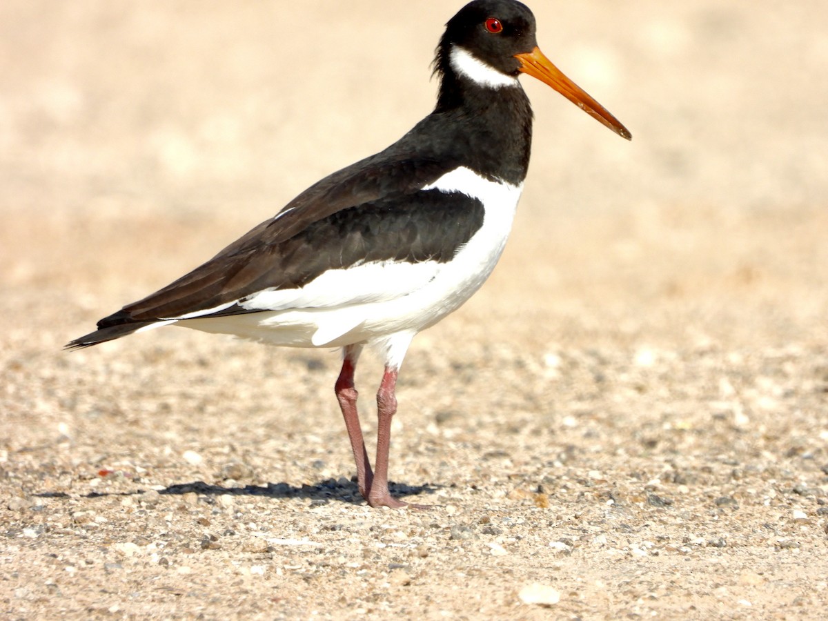 Eurasian Oystercatcher - GARY DOUGLAS