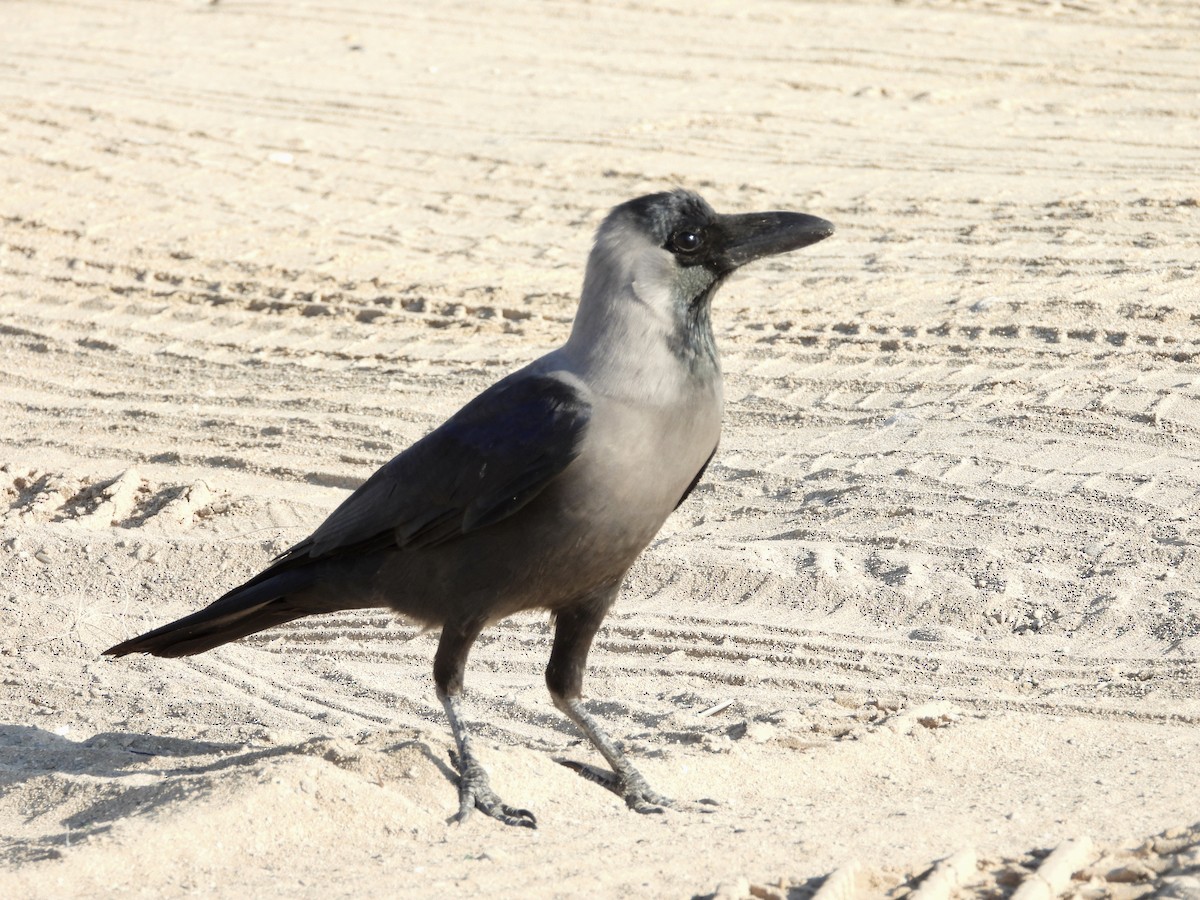 House Crow - ML288204211