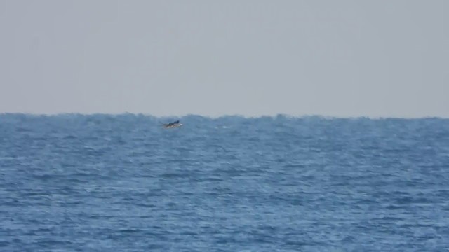 ペルシャウ - ML288204751