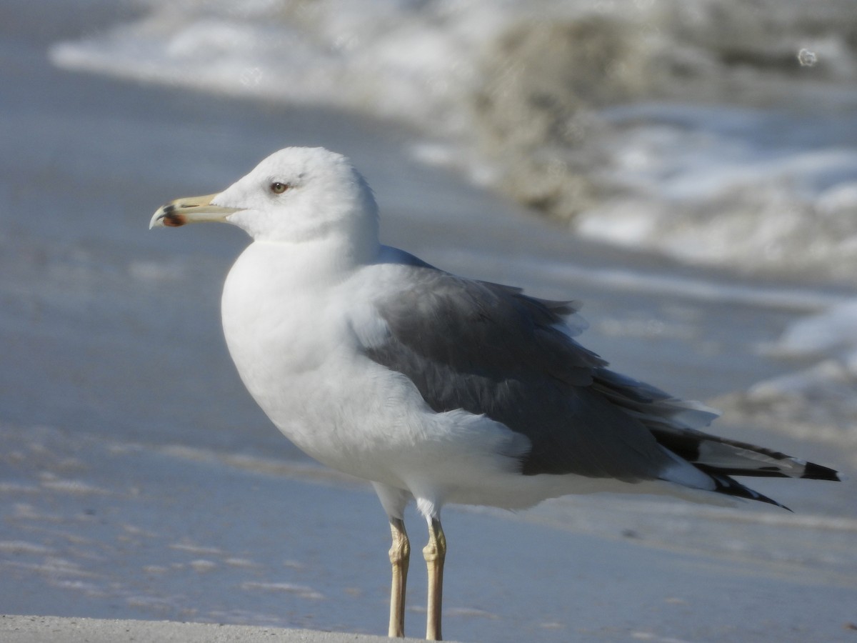 Lesser Black-backed Gull (Steppe) - ML288207511