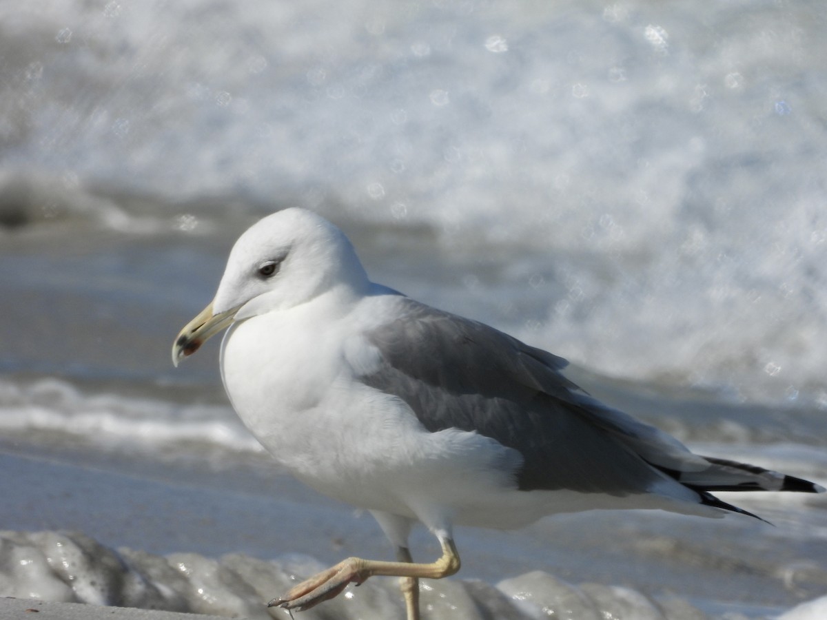 Lesser Black-backed Gull (Steppe) - ML288207551