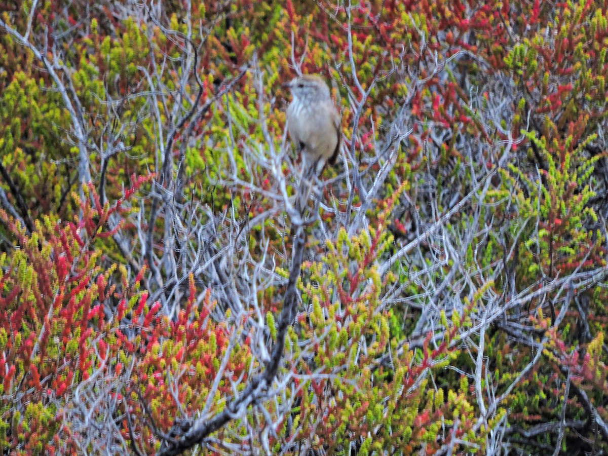 Plain-mantled Tit-Spinetail - ML28820761