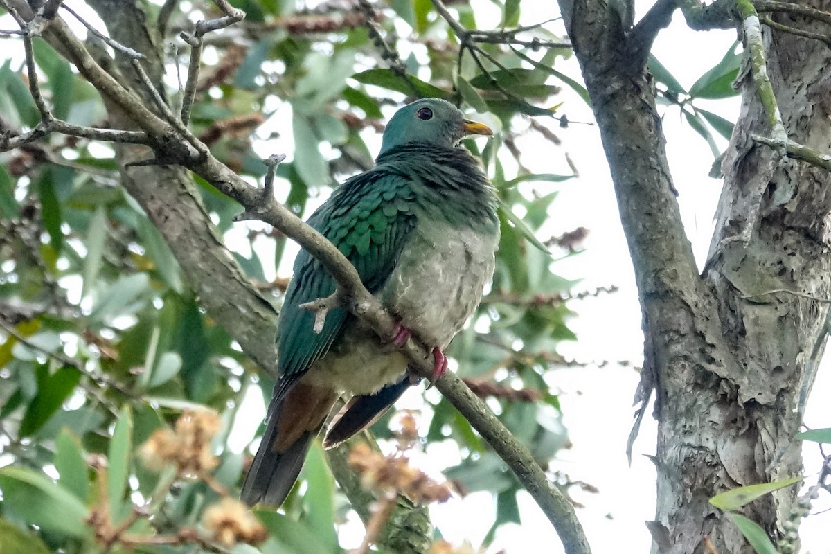 Black-chinned Fruit-Dove - ML288212141