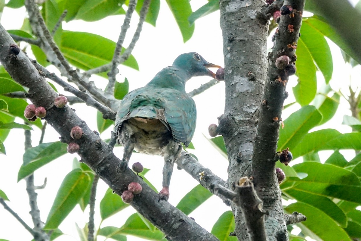 Black-chinned Fruit-Dove - ML288212161