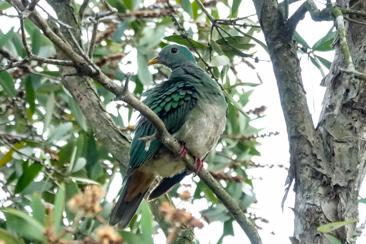 Black-chinned Fruit-Dove - ML288212171