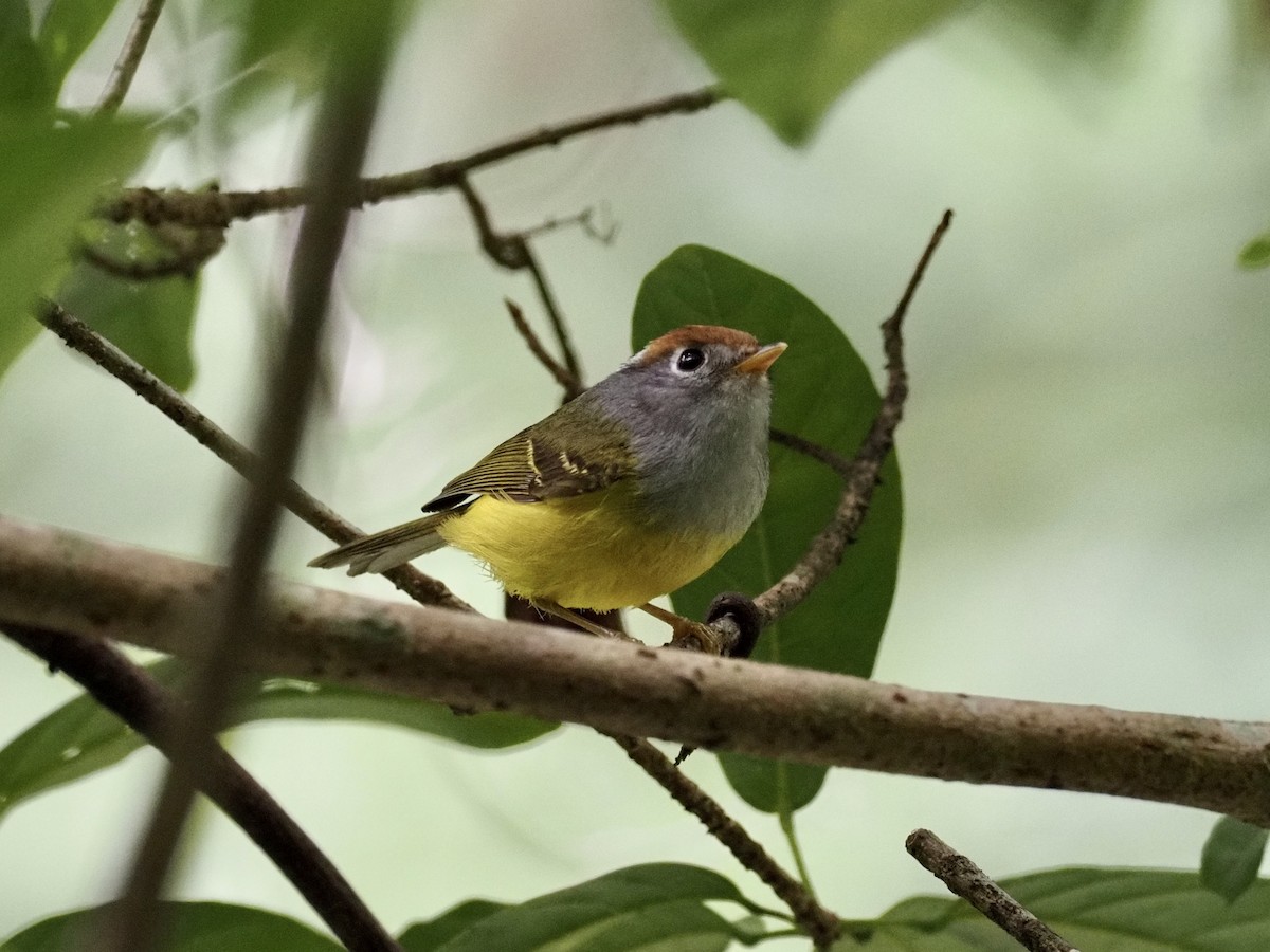 Chestnut-crowned Warbler - Derek Hon