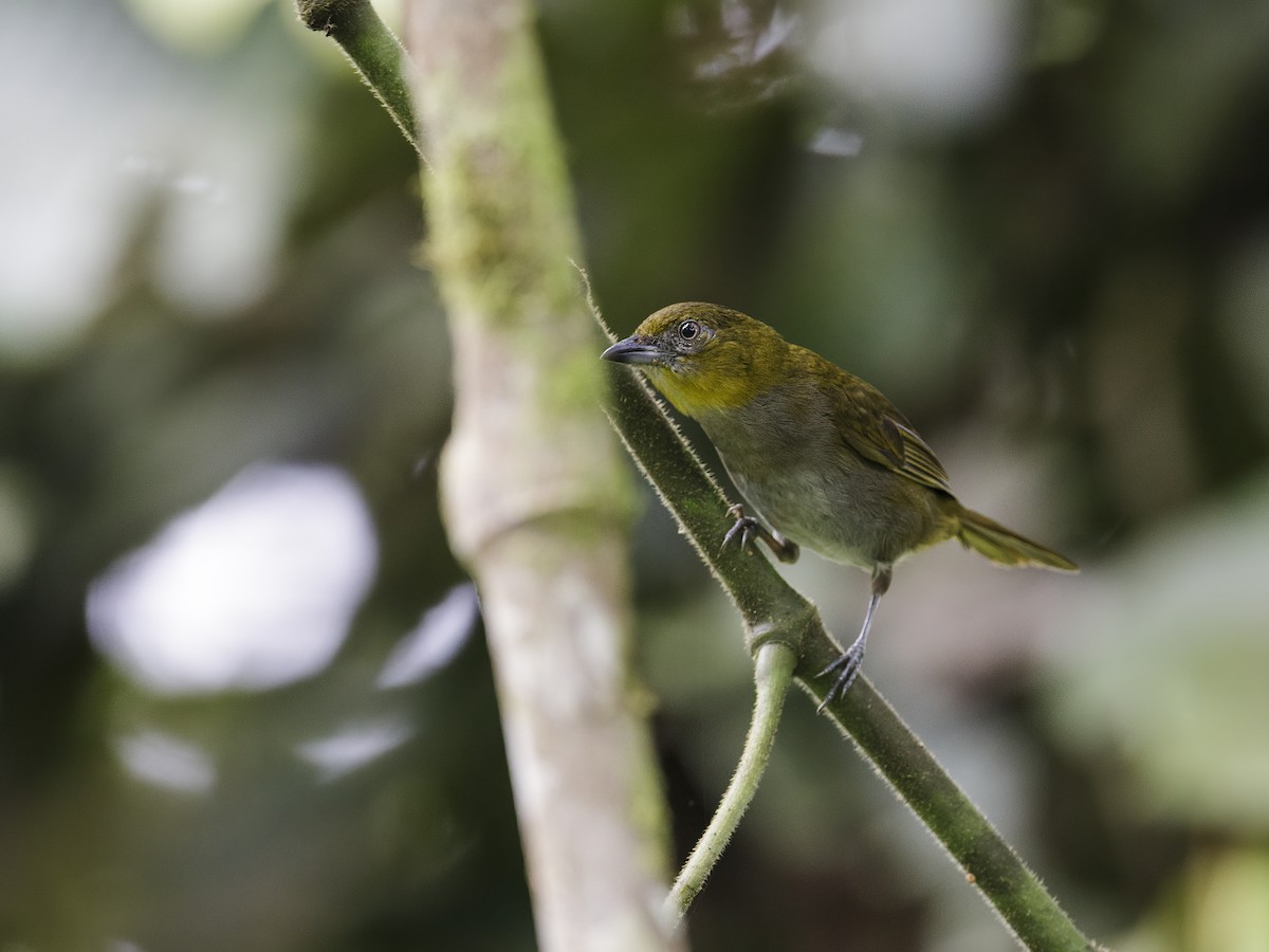 Yellow-throated Chlorospingus - Nick Athanas