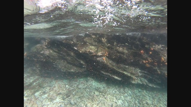 Braunpelikan (urinator) - ML288214651