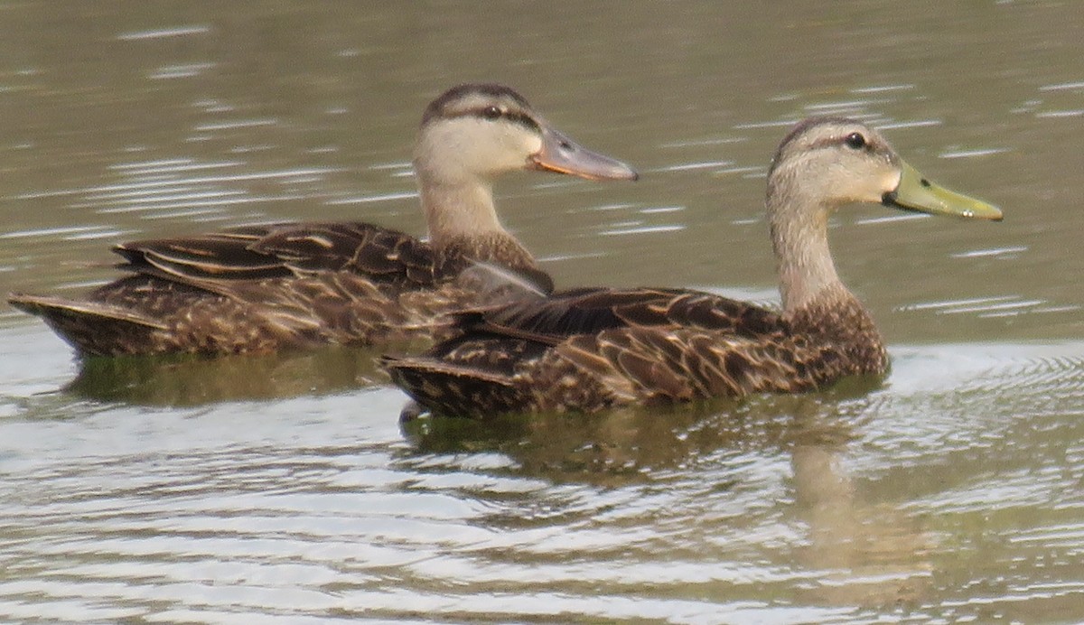 Mottled Duck - Bill Wright_cc
