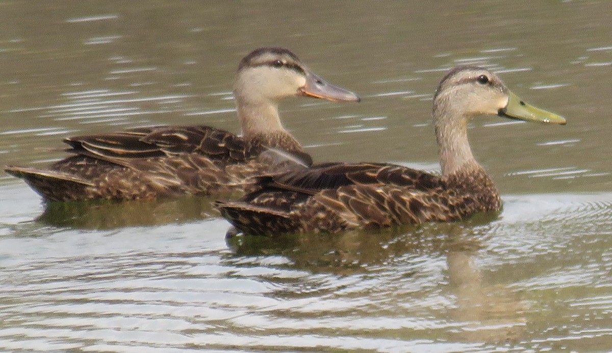 Mottled Duck - ML28821701