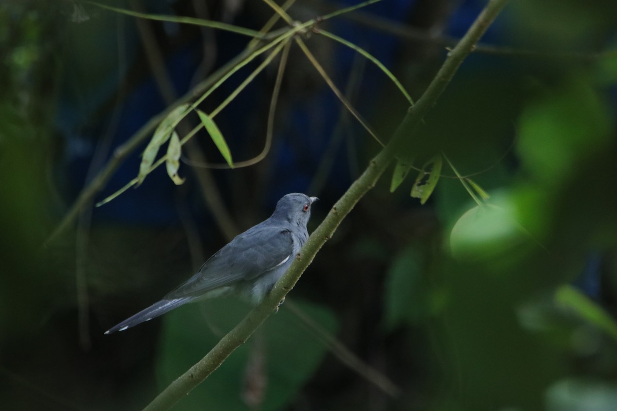 Gray-bellied Cuckoo - ML288217261