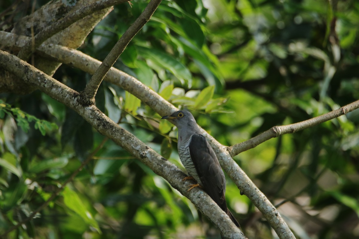Common Cuckoo - ML288217381